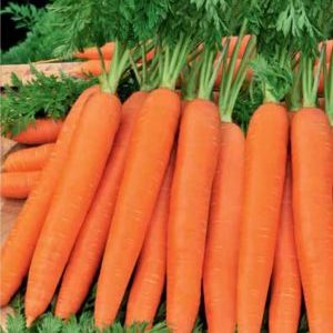 High-yielding Romos carrot with strong immunity