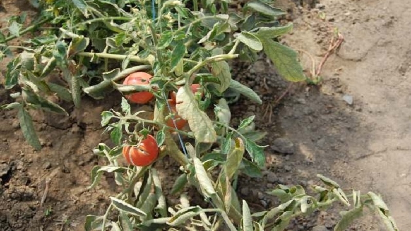 Какво да направите, ако по листата на доматите се появят жълти петна: диагностицираме причината и ефективно се борим с нея
