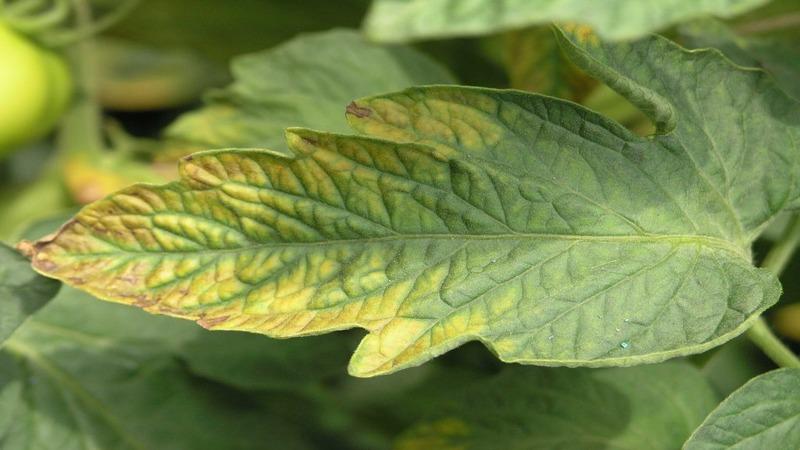 O que fazer se aparecerem manchas amarelas nas folhas dos tomates: diagnosticamos a causa e a combatemos com eficácia