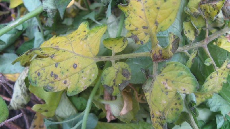 Шта учинити ако се на листовима рајчице појаве жуте флеке: дијагностицирамо узрок и ефикасно се боримо против њега