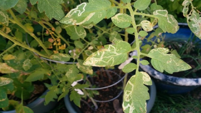 What to do if yellow spots appear on the leaves of tomatoes: we diagnose the cause and effectively fight it