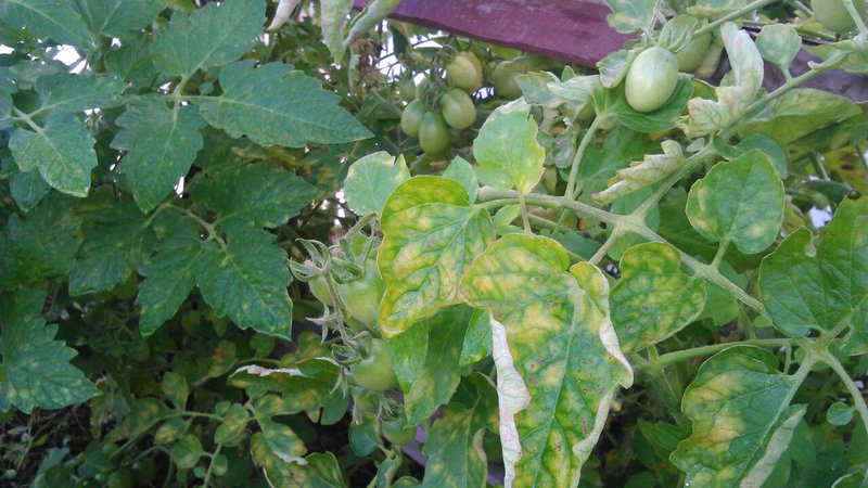 Co zrobić, gdy na liściach pomidorów pojawią się żółte plamy: diagnozujemy przyczynę i skutecznie z nią walczymy