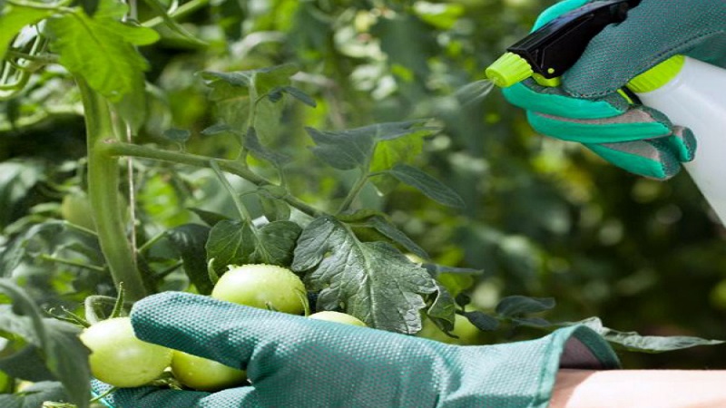 Wat te doen als er gele vlekken op de bladeren van tomaten verschijnen: we stellen de oorzaak vast en bestrijden deze effectief