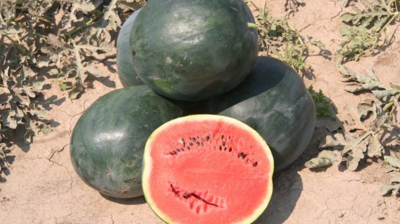 De namen van vroege variëteiten van watermeloenen voor open grond en beoordelingen erover