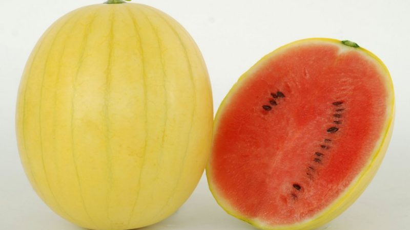 Mená prvých odrôd melónov na otvorenom priestranstve a recenzie o nich