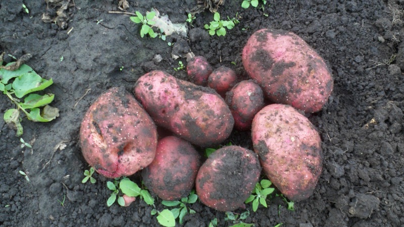 Uzun süreli depolama için iddiasız erken olgun patates çeşidi Lyubava