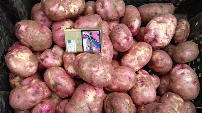 Uzun süreli depolama için iddiasız erken olgun patates çeşidi Lyubava