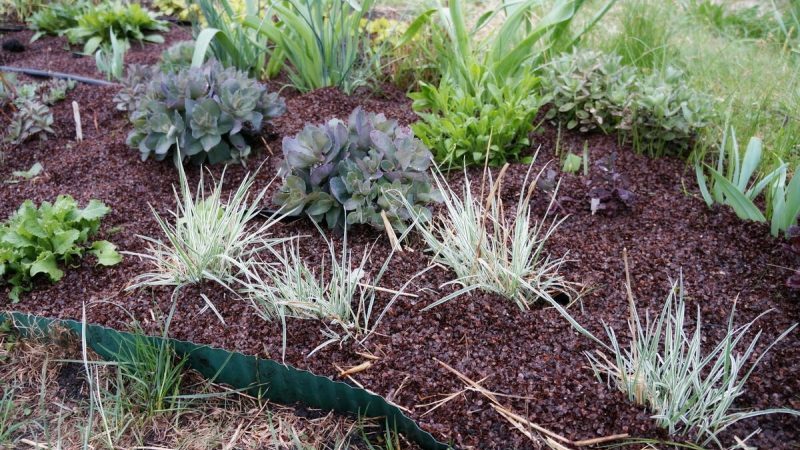 Os incríveis benefícios das cascas de trigo sarraceno no jardim