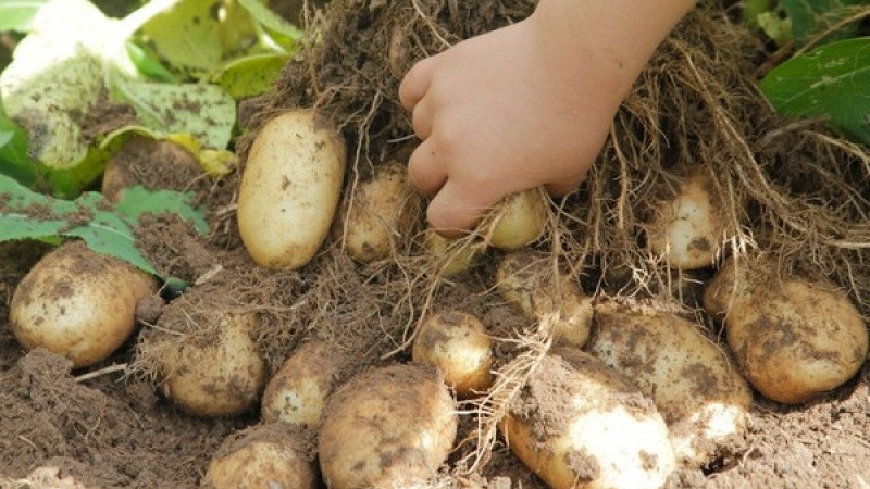 En iddiasız patates çeşitlerinden biri - Lina: verim ve yetiştirme ipuçlarının açıklaması