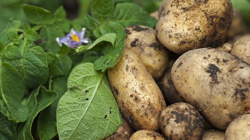 En iddiasız patates çeşitlerinden biri - Lina: verim ve yetiştirme ipuçlarının açıklaması