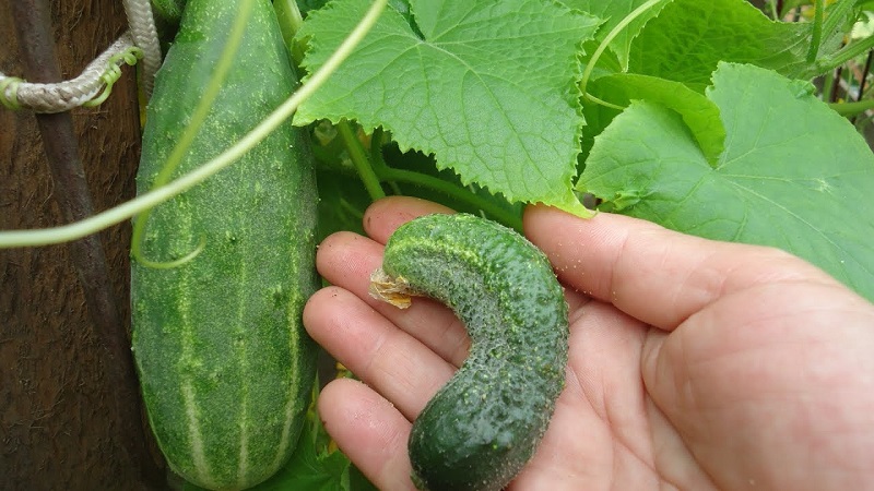 Why do cucumbers crochet in a greenhouse and what to do to prevent deformation of the fruit