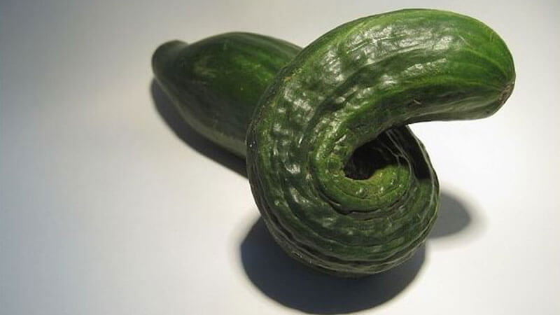 Waarom haken komkommers in een kas en wat te doen om vervorming van de vrucht te voorkomen