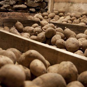 ميزات تخزين البطاطس في مرآب بدون قبو
