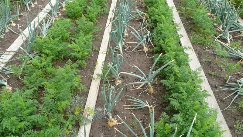 ملامح زراعة البصل قبل الشتاء: بعد ذلك يمكن زراعة المحاصيل