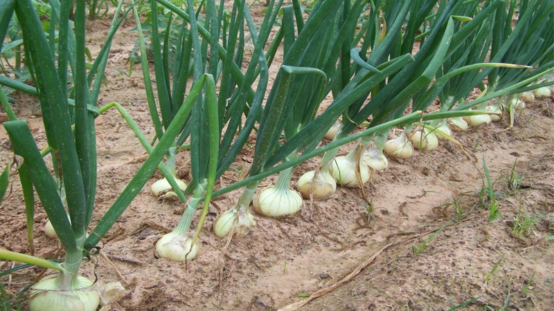Caractéristiques de la plantation d'oignons avant l'hiver: après quelles cultures pouvez-vous planter