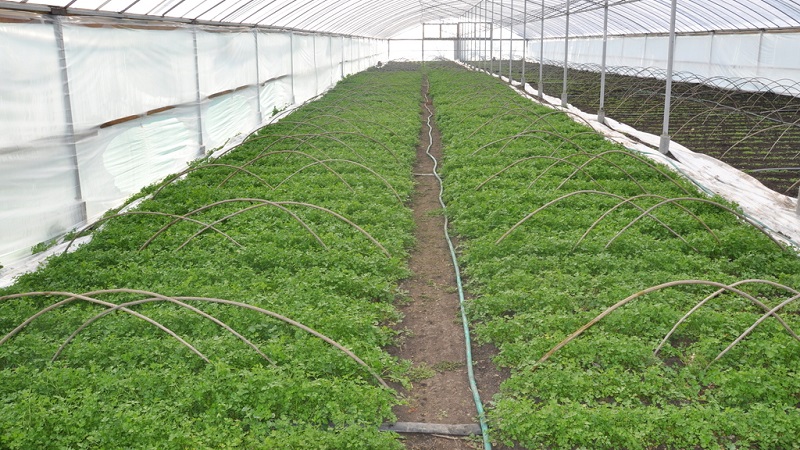 Mga tampok ng lumalagong perehil sa isang greenhouse para ibenta