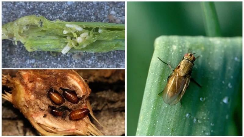 Dikkat edin, soğan sineği: nasıl savaşılır ve kazanılır
