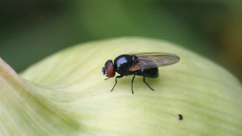 Dikkat edin, soğan sineği: nasıl savaşılır ve kazanılır