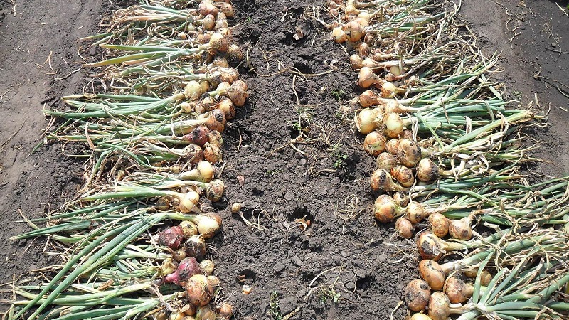 Variedades de invierno de conjuntos de cebollas para plantar antes del invierno.