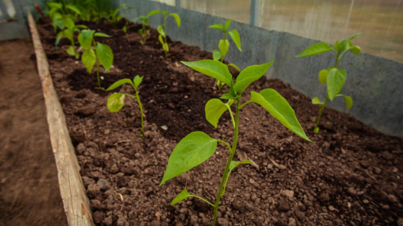 Why peppers are not tied in the greenhouse: what to do to get a rich harvest