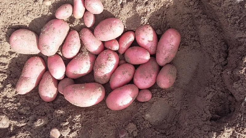 Why gardeners love to grow Cherry potatoes so much: characteristics and description of the variety
