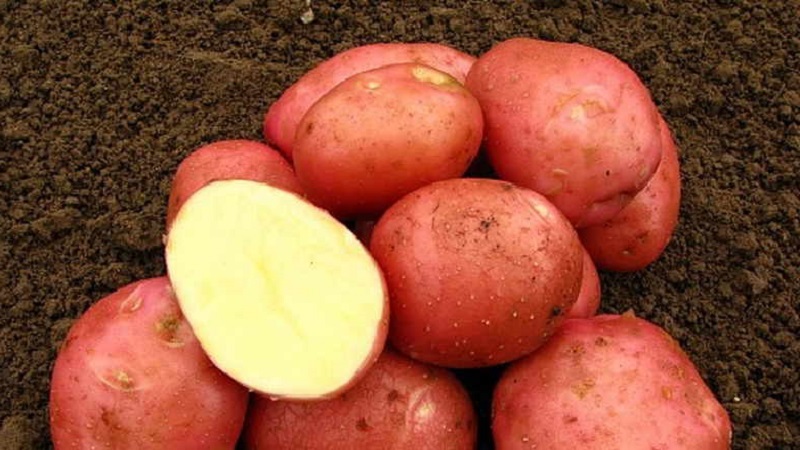 Why gardeners love to grow Cherry potatoes so much: characteristics and description of the variety