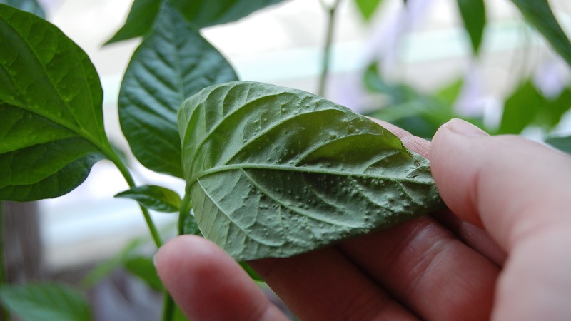 Pourquoi les feuilles de poivrons se fanent-elles dans la serre et que faire pour sauver votre récolte