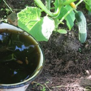 Wie man Gurken mit einer Königskerze füttert: Vorbereitung des Düngers und die Regeln für seine Anwendung