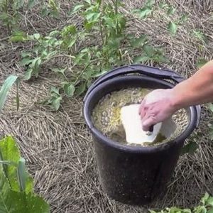 Wie man Gurken mit einer Königskerze füttert: Vorbereitung des Düngers und die Regeln für seine Anwendung