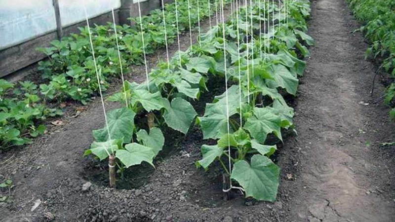 Acemi bahçıvanlar için salatalıkların serada nasıl doğru şekilde bağlanacağına dair talimatlar