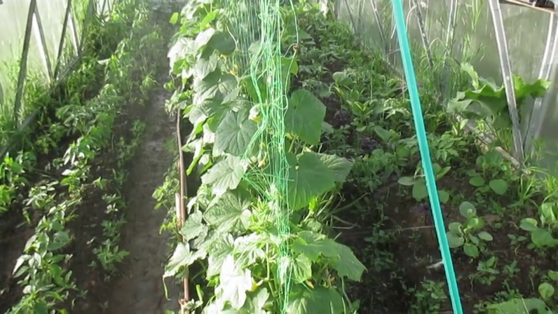 Instructies voor het correct vastbinden van komkommers in een kas voor beginnende tuiniers