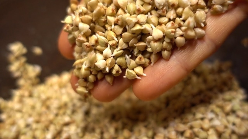 Los beneficios y daños del trigo sarraceno para la salud humana
