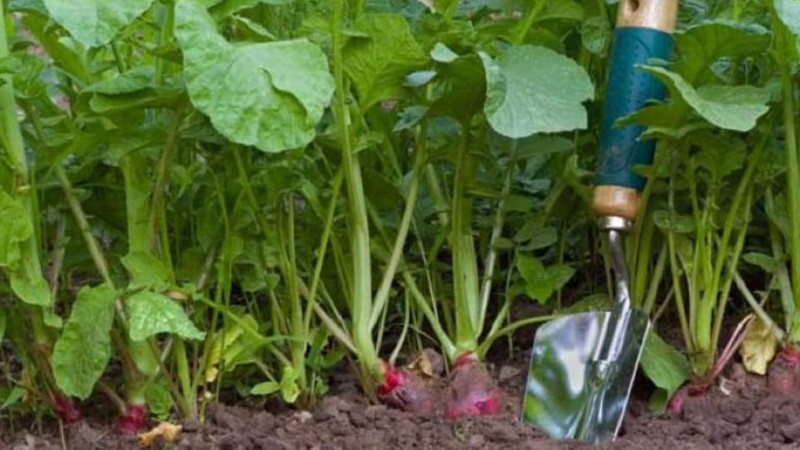 Planting radishes in August - when to plant and is it possible to do it