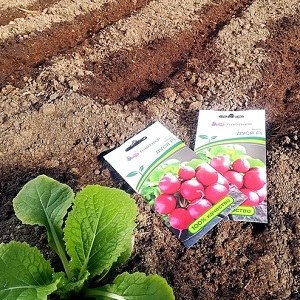 Planting radishes in August - when to plant and is it possible to do it