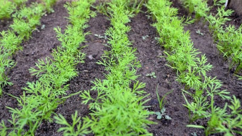Yeni başlayan bahçıvanlar için açık toprağa dereotu tohumları ekme talimatları