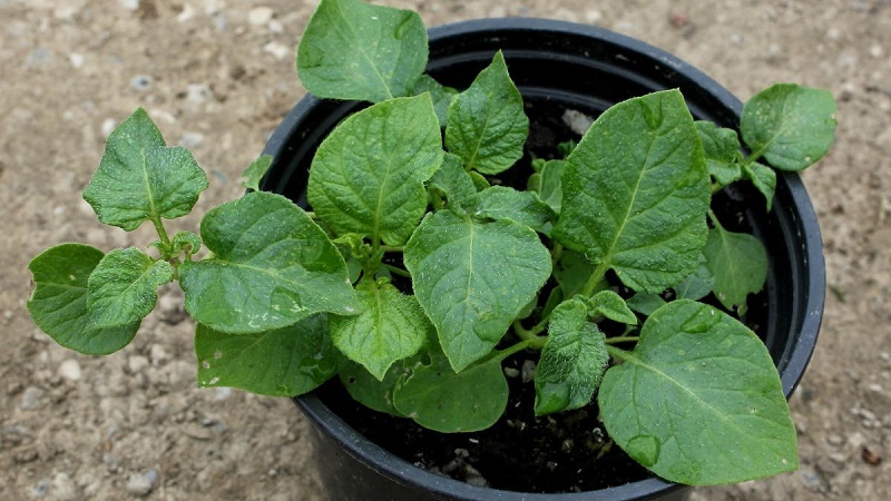 Stap voor stap instructies: hoe u thuis aardappelen uit zaden kunt laten groeien