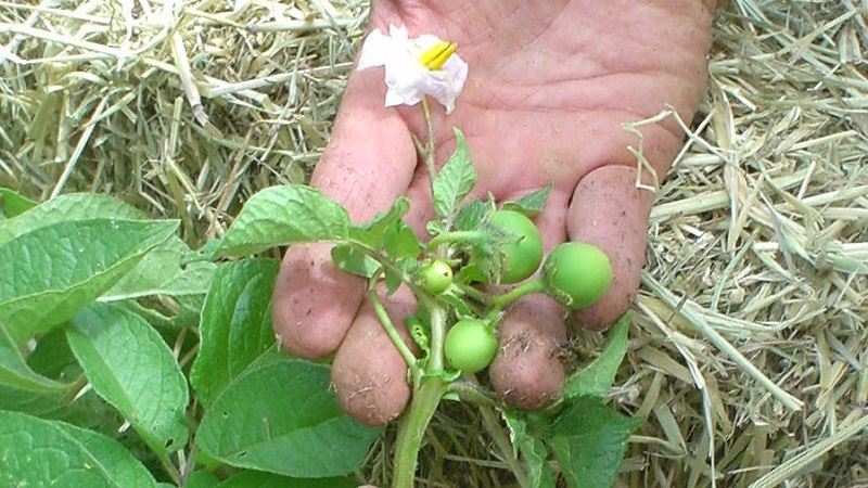הוראות שלב אחר שלב: כיצד לגדל תפוחי אדמה מזרעים בבית