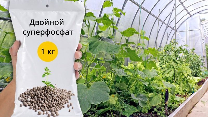 El uso de superfosfato para fertilizar pepinos en el jardín y en el invernadero.