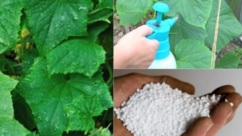 El uso de superfosfato para fertilizar pepinos en el jardín y en el invernadero.