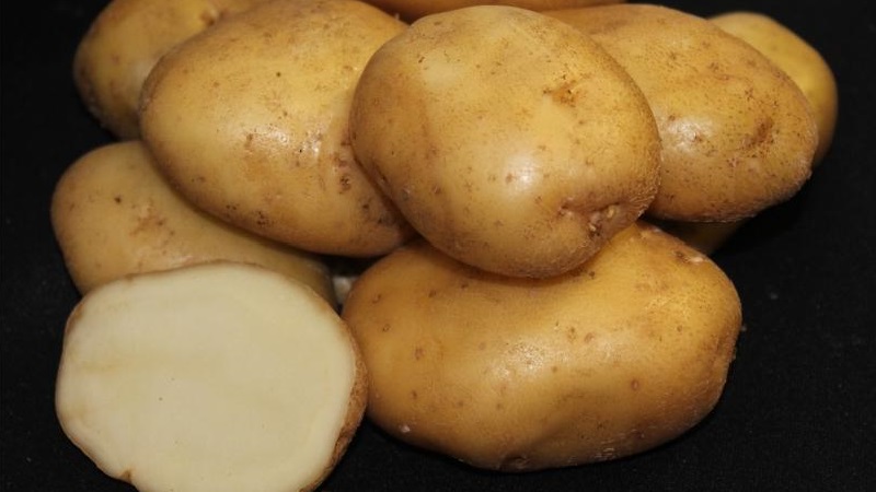 Tid-hedrad äldsta potatisvariant Lorkh