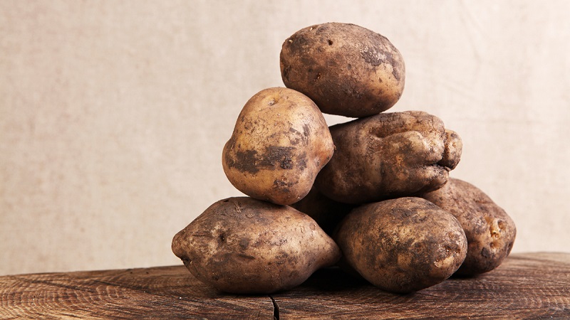 Hodnocená nejstarší odrůda brambor Lorkh