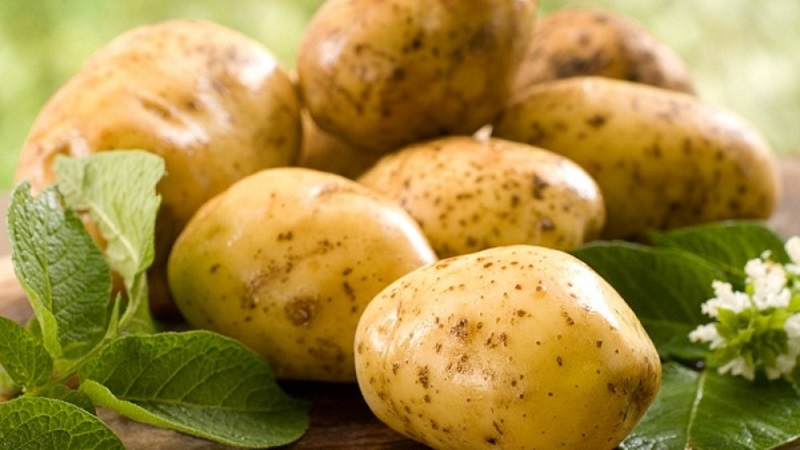 Vremena najstarije sorte krumpira Lorkh