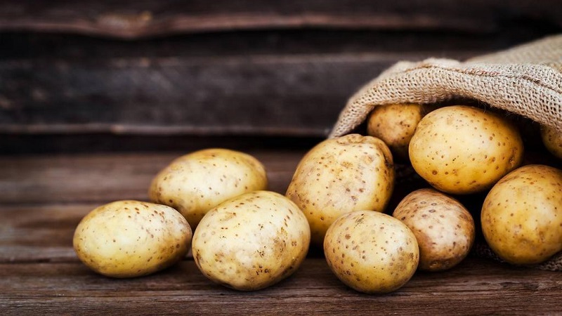 Time-tested oldest potato variety Lorkh
