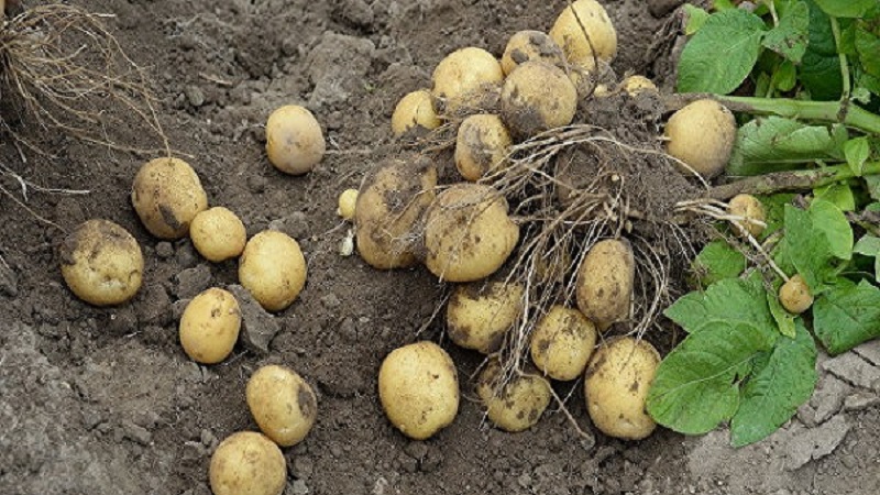 Variedad de patata más antigua y consagrada Lorkh