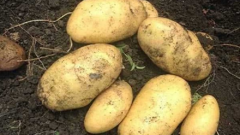 La plus ancienne variété de pommes de terre Lorkh