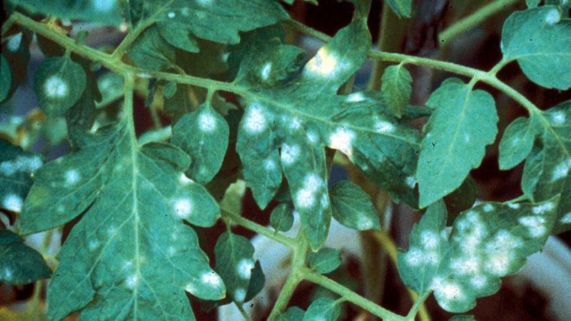 Why spots appear on tomato leaves and how to deal with them