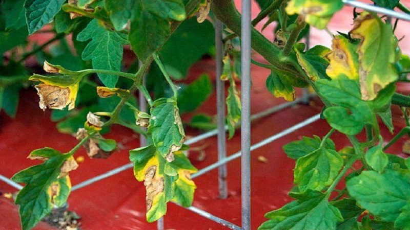 Why spots appear on tomato leaves and how to deal with them
