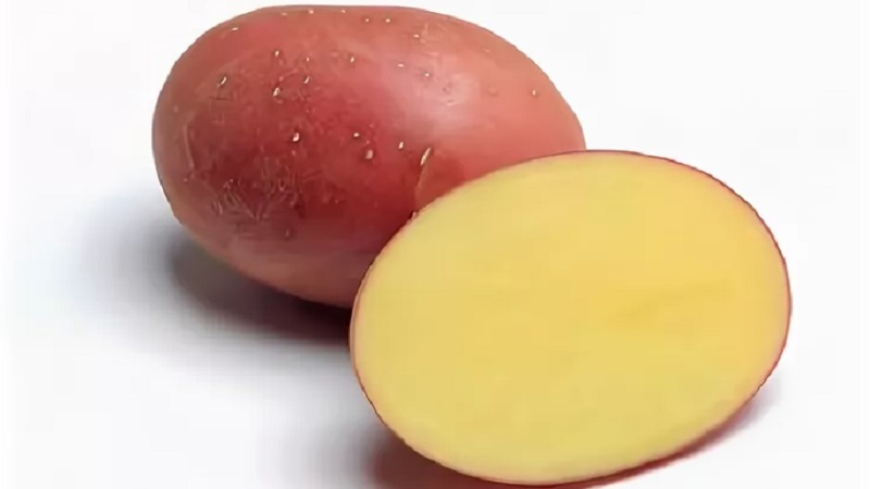 Una varietat de patates madures primerenques amb un gran grau de conservació de la Sonya Vermella de qualitat