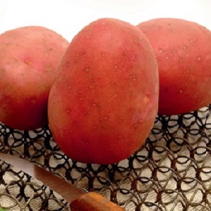 Ankstyvų prinokusių bulvių veislė, pasižyminti aukšta raudonosios Sonya savybės savybėmis
