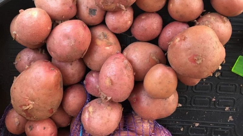 Une variété de pommes de terre précocement mûres avec un degré élevé de conservation Red Sonya